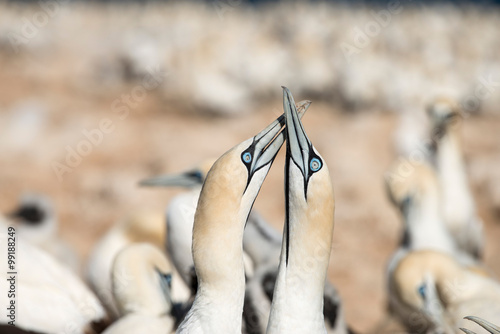 portrait of a pair of cape gannets