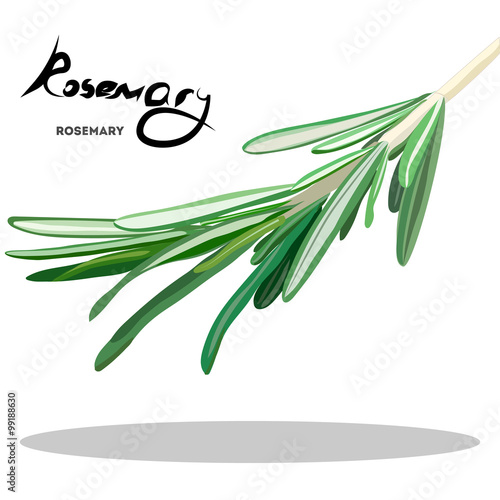 rosemary banner . Useful green herbs. delicious seasoning. tasty flavoring for food. Vector illustration.