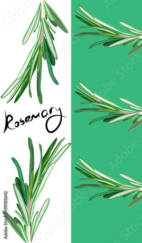rosemary booklet. Useful green herbs. delicious seasoning. tasty flavoring for food. Vector illustration