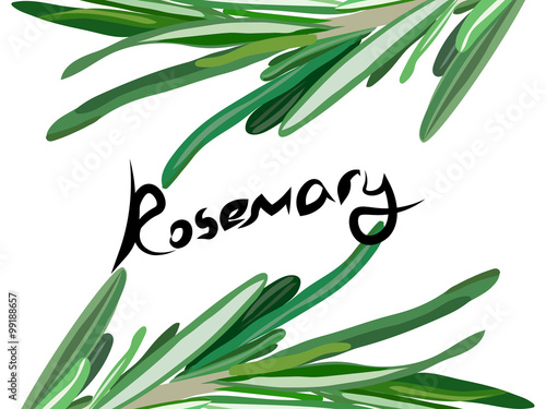 rosemary background. Useful green herbs. delicious seasoning. tasty flavoring for food. Vector illustration