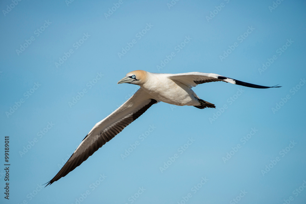 Obraz premium cape Gannet