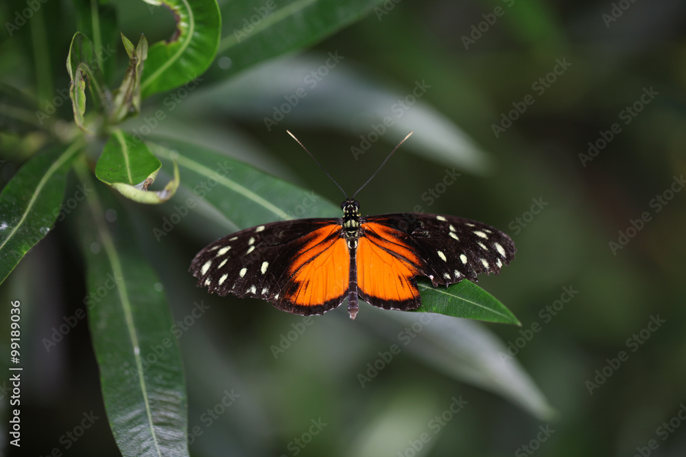 Fototapeta premium Butterflies, Heliconius Helicale
