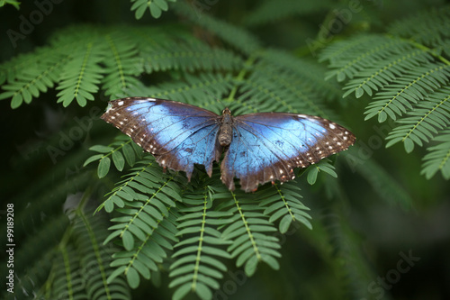 Butterflies, Morpho peleides photo