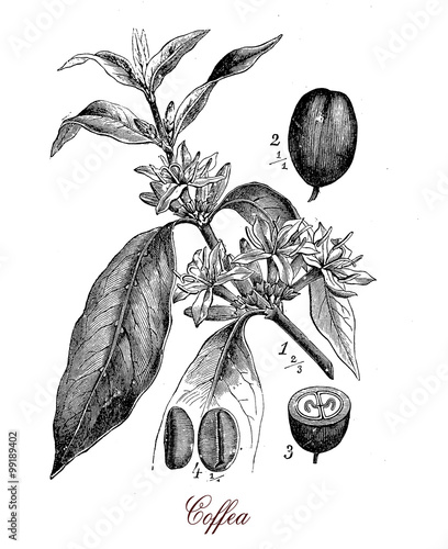 Coffea plant with coffee beans, botanical vintage engraving