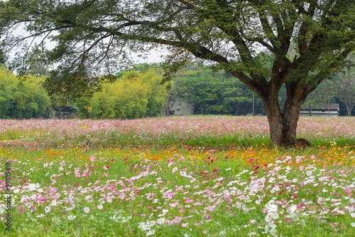 Wallpaper Mural Cosmos Torontodigital.ca