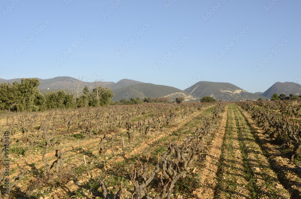 Vineyards in Drome provencal in France Vineyards in Drome provencal in France