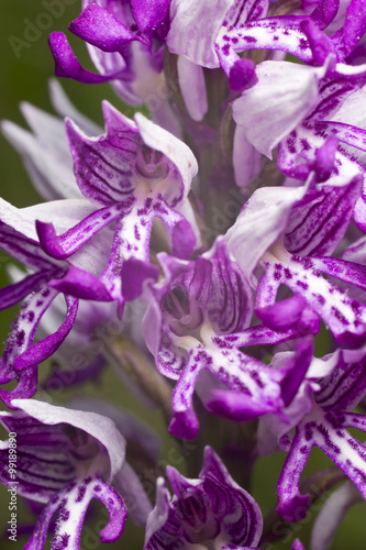 Fototapeta Naklejka Na Ścianę i Meble -  Blooming flower. Military orchid plant purple blossom - Orchis militaris
