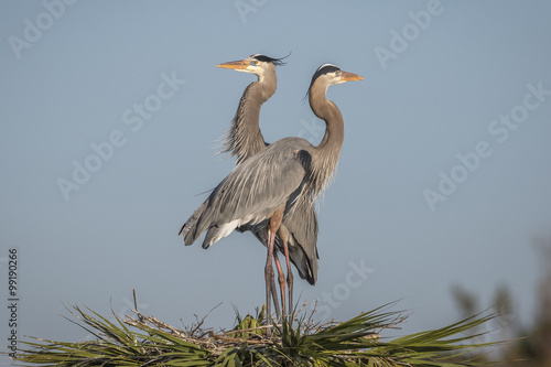 Pair of Great Blue Herons Perched on Their Nest