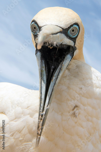 portrait of a singel cape gannet photo