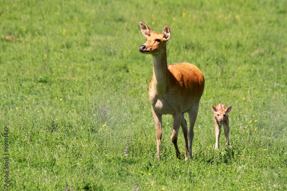 Antilope Antilope