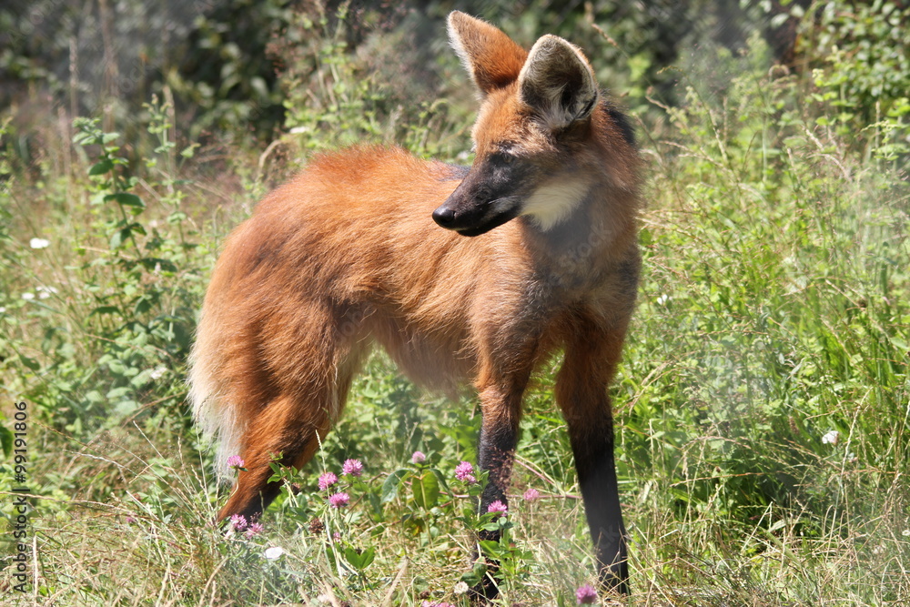 Fototapeta premium Loup à crinière