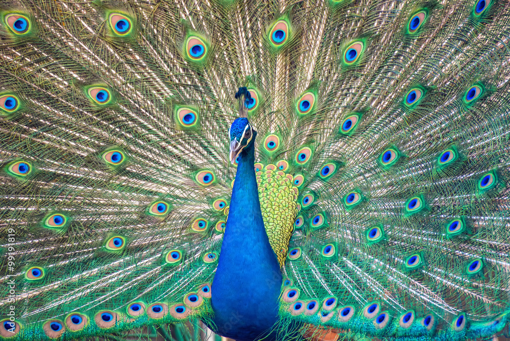 Obraz premium Portrait of beautiful peacock with it feathers out