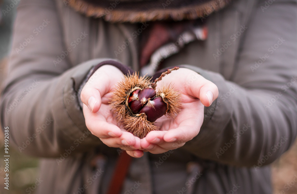 Obraz premium Handful of chestnuts. Female hands holding a chestnut curly.