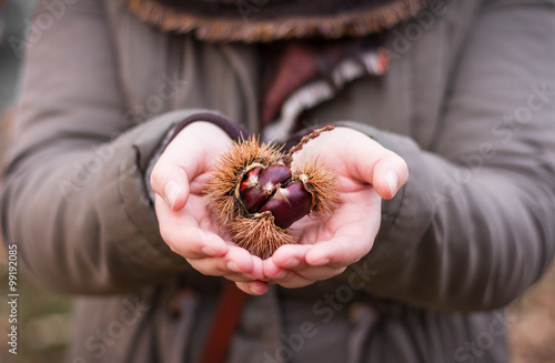 Handful of chestnuts. Female hands holding a chestnut curly.
