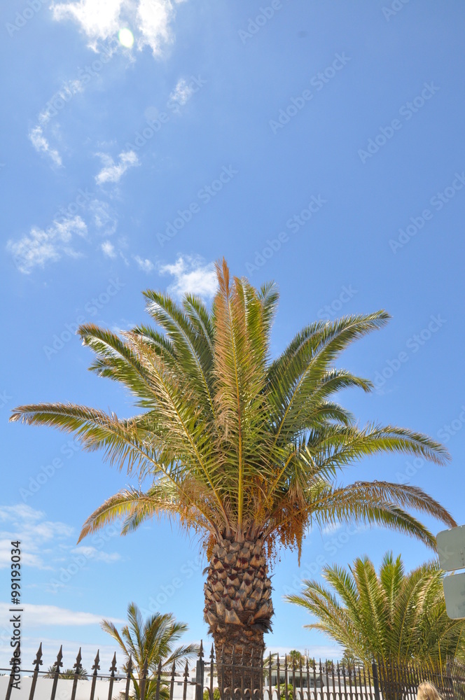 Fototapeta premium Palme auf Lanzarote