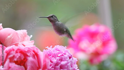 Pink spring peonies with a hovering female hummingbird