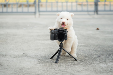 siberian husky puppy taking a photo