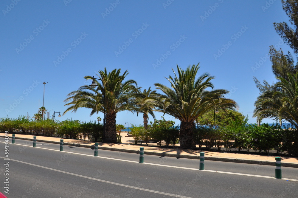 Palmen am Straßenrand auf Lanzarote