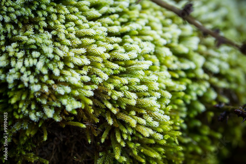 Moss