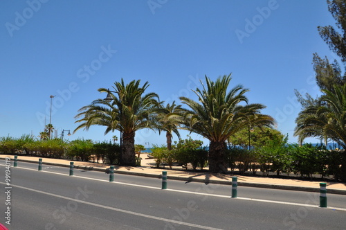 Palmen am Straßenrand auf Lanzarote © Karsten Thiele