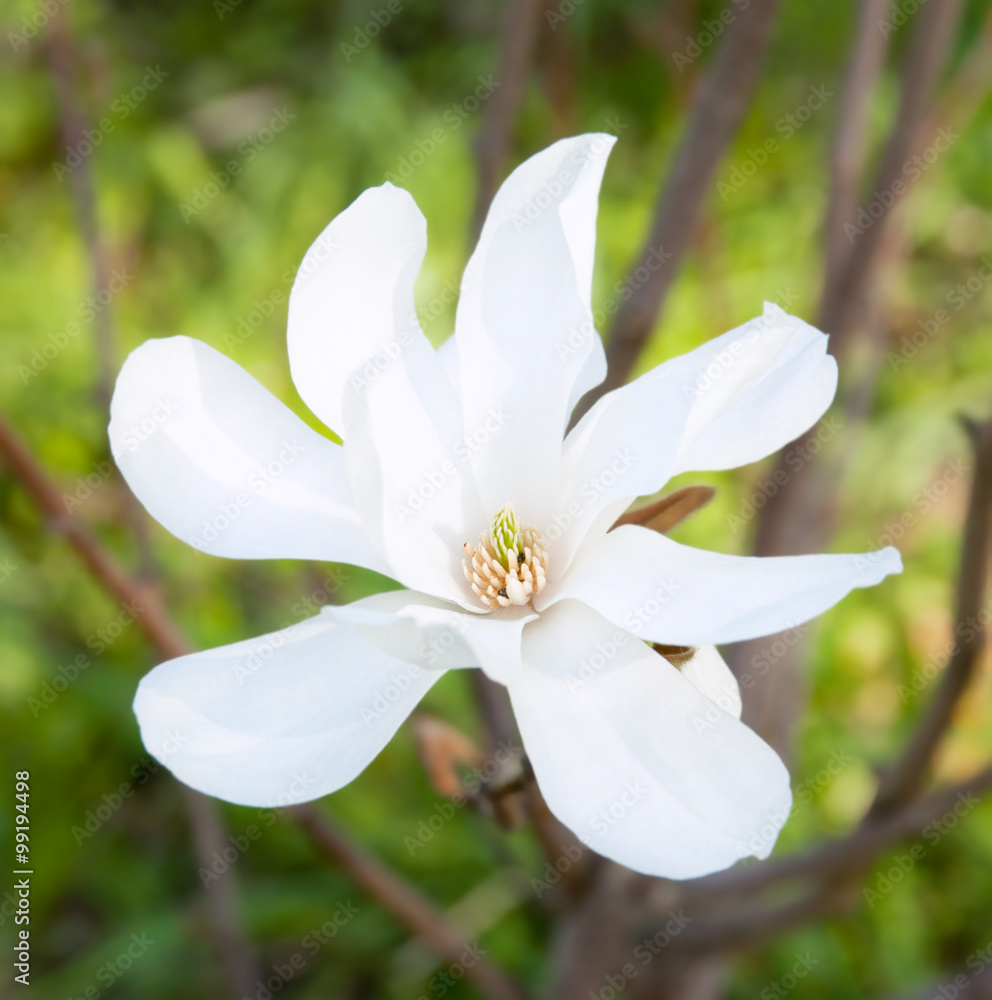 Fototapeta premium White magnolia flower on a branch 