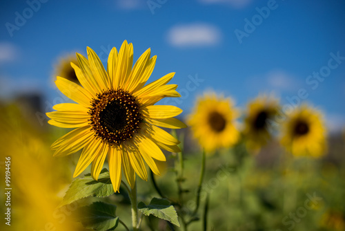 Sunflowers in the fields with blue sky and mountain