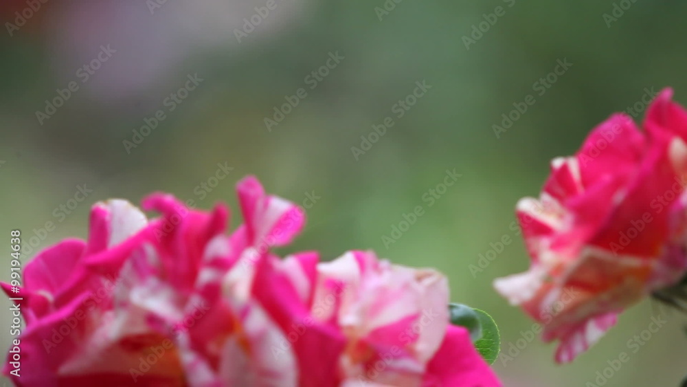 Hummingbird in pink and white roses Hummingbird in pink and white roses