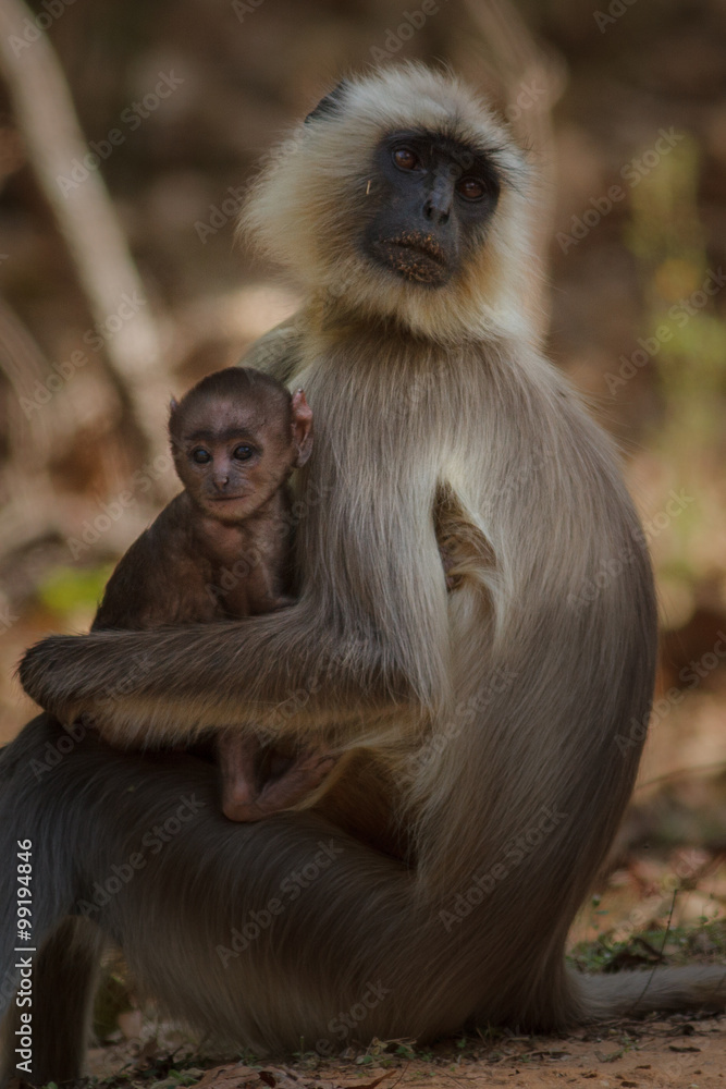 Obraz premium langur/langur monkey 