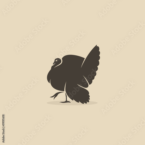 Turkey bird