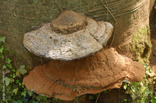 Bracket fungi on tree