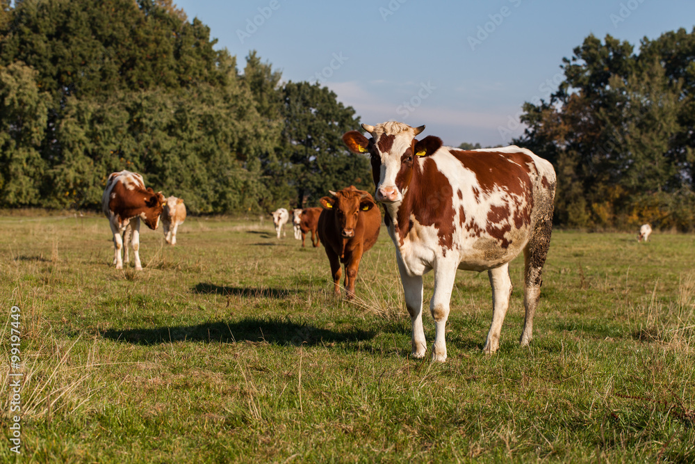 Herd of cows at summer green field Herd of cows at summer green field