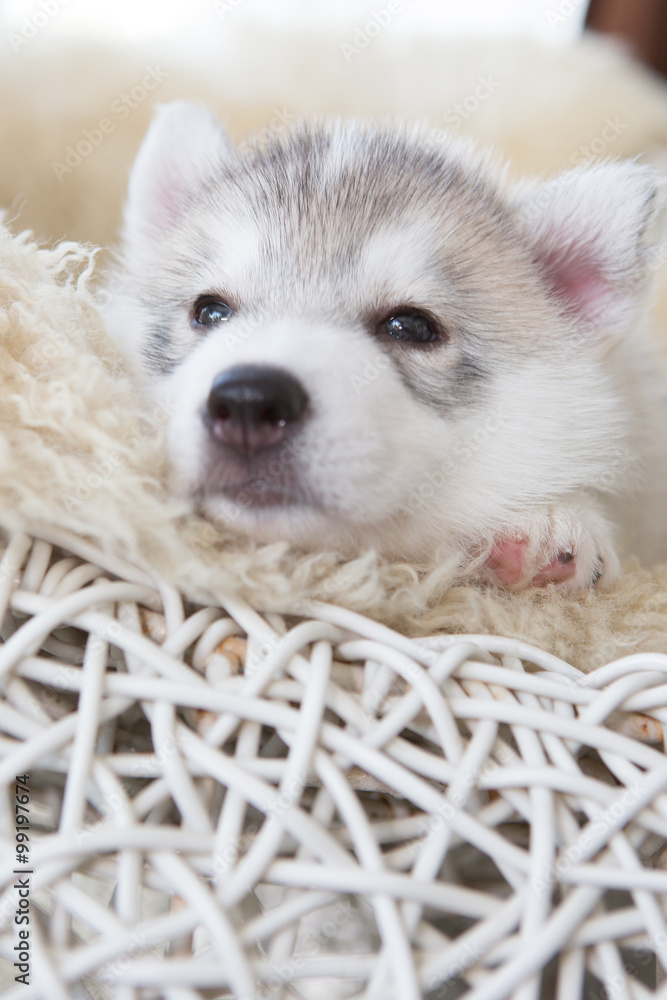 Fototapeta premium cute siberian husky puppy sleep on rattan chair