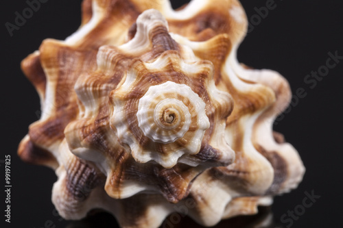 seashell of horse conch isolated on black background