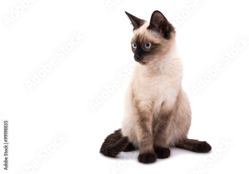 Siamese kitten