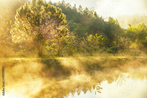 Sunrise with mist over a lake and pine tree