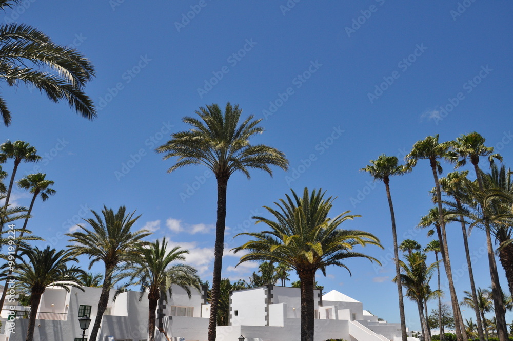 Palmen im RIU  Hotel auf Lanzarote