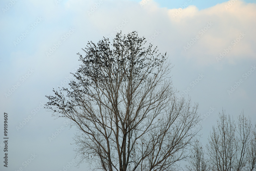 Birds storm on the tree Birds storm on the tree