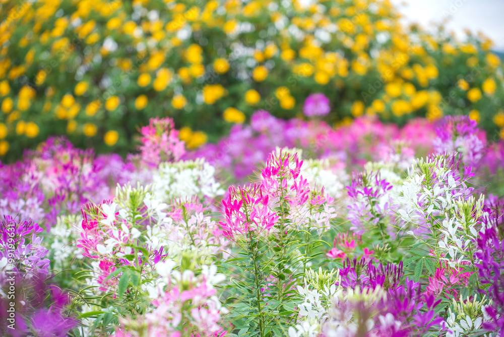 Obraz premium Pink And White Spider flower(Cleome hassleriana) in the garden f