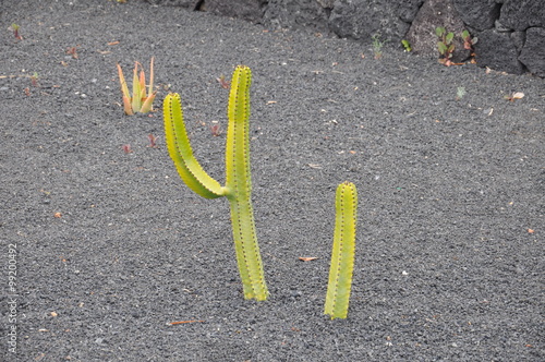 Kaktus auf Lanzarote photo