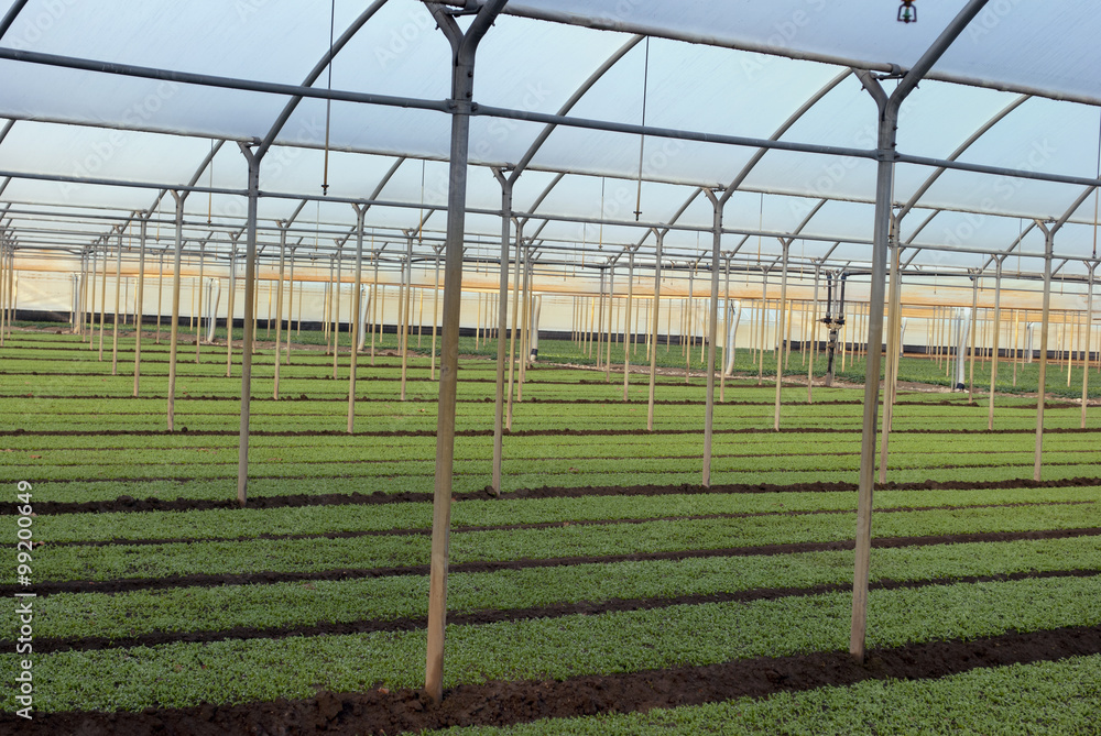 Greenhouses for agriculture Greenhouses for agriculture