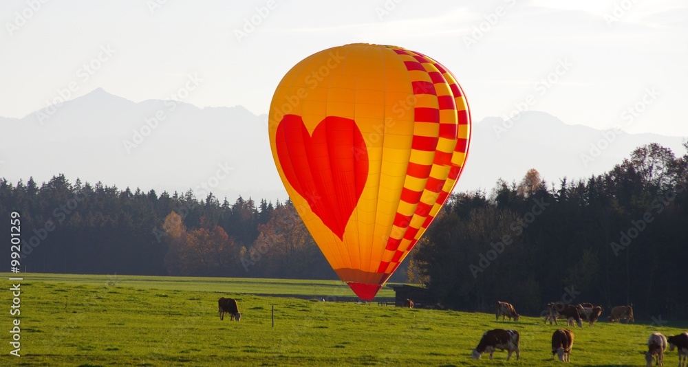 Fototapeta premium Heißluftballon auf Kuhweide