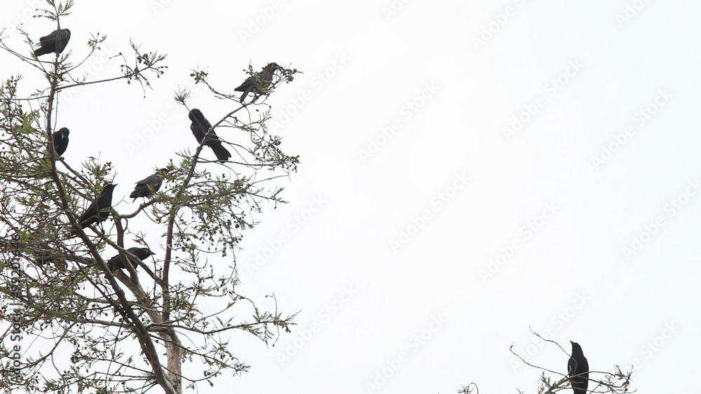 Crow group grooming, squawking and perching at the top of a tree with room for text Crow group grooming, squawking and perching at the top of a tree with room for text