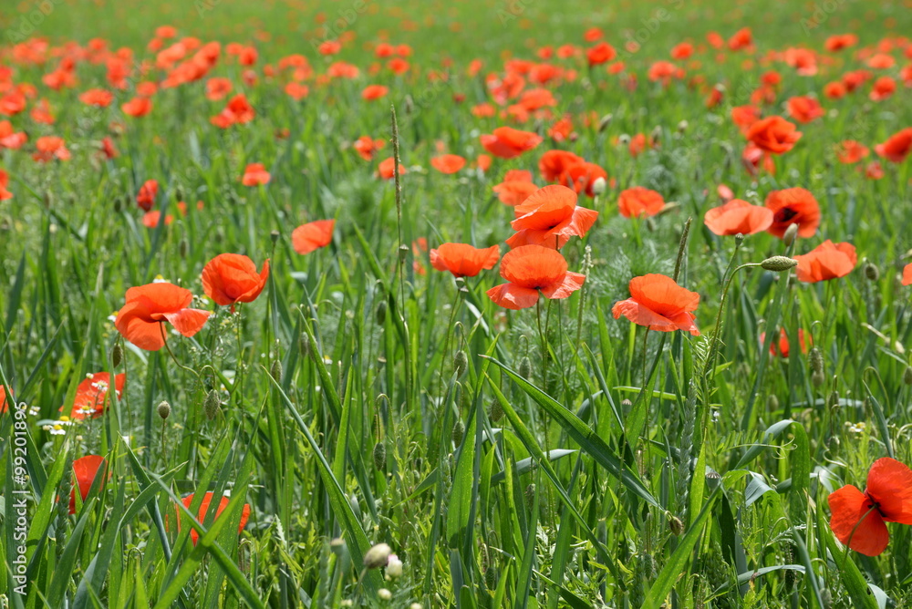 Fototapeta premium Mohnfeld