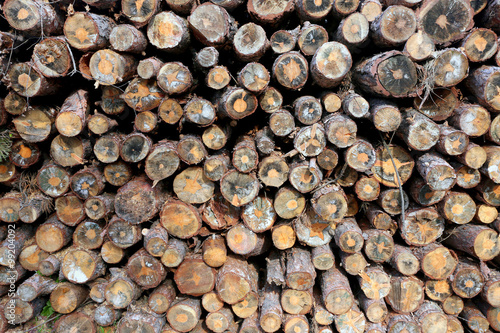 Fototapeta Naklejka Na Ścianę i Meble -  Freshly cut pine tree logs in forest outdoors