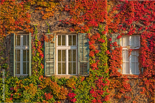 Windows at autumn