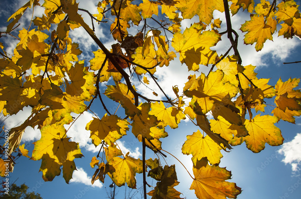 Fototapeta premium Nice autumnal scene