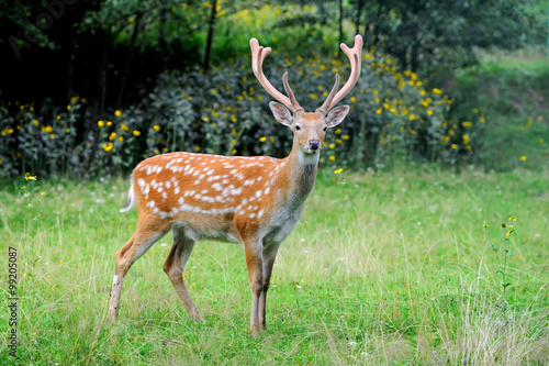 Whitetail Deer standing in summer wood © byrdyak