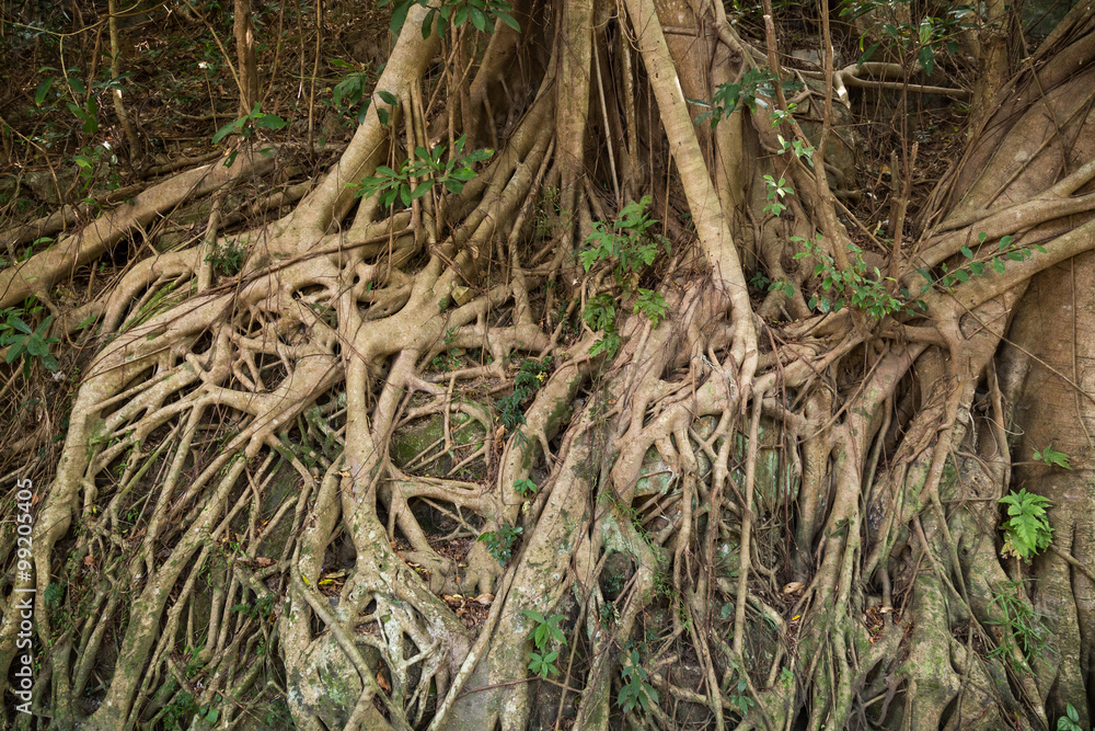 Roots of an Indian rubber tree (Ficus elastica), also called the Rubber fig, in Hong Kong, China. Roots of an Indian rubber tree (Ficus elastica), also called the Rubber fig, in Hong Kong, China.