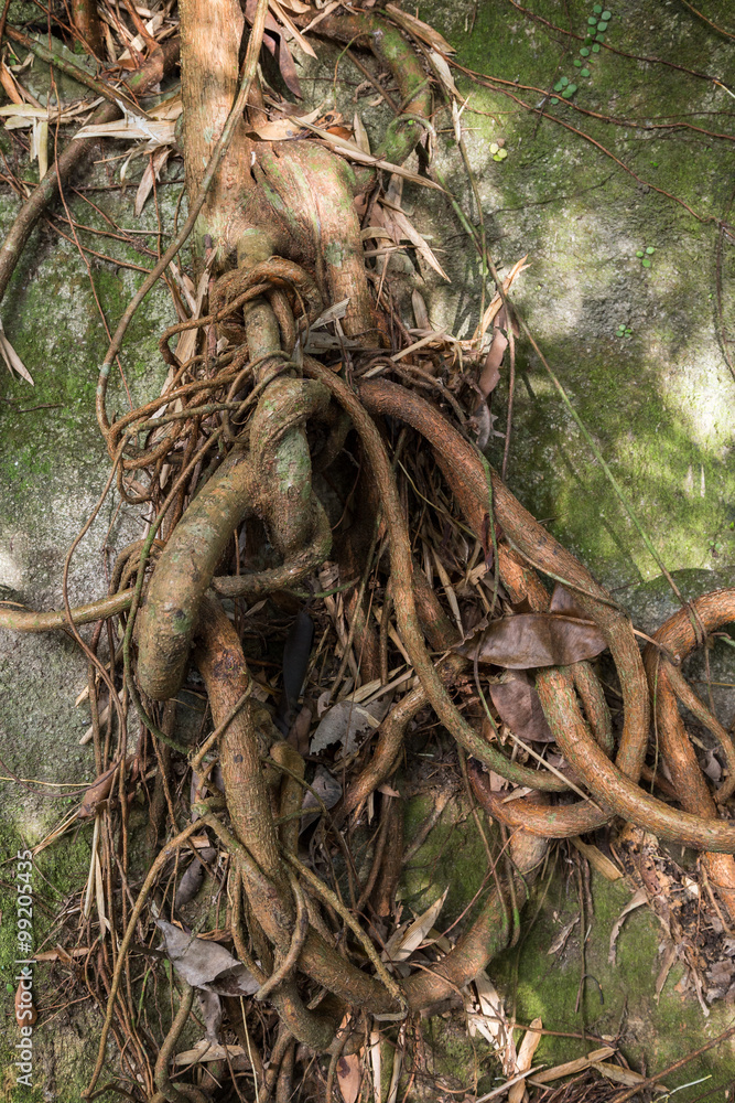 Tree's and climber's thick and thin roots tied up against a rock. Stock ...