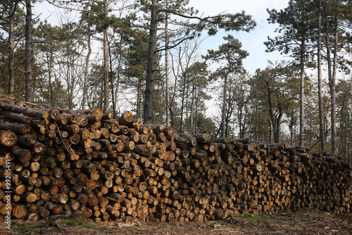 Shot of freshly cut firewood logs in a stack